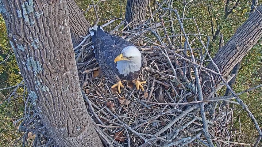 eagle cam