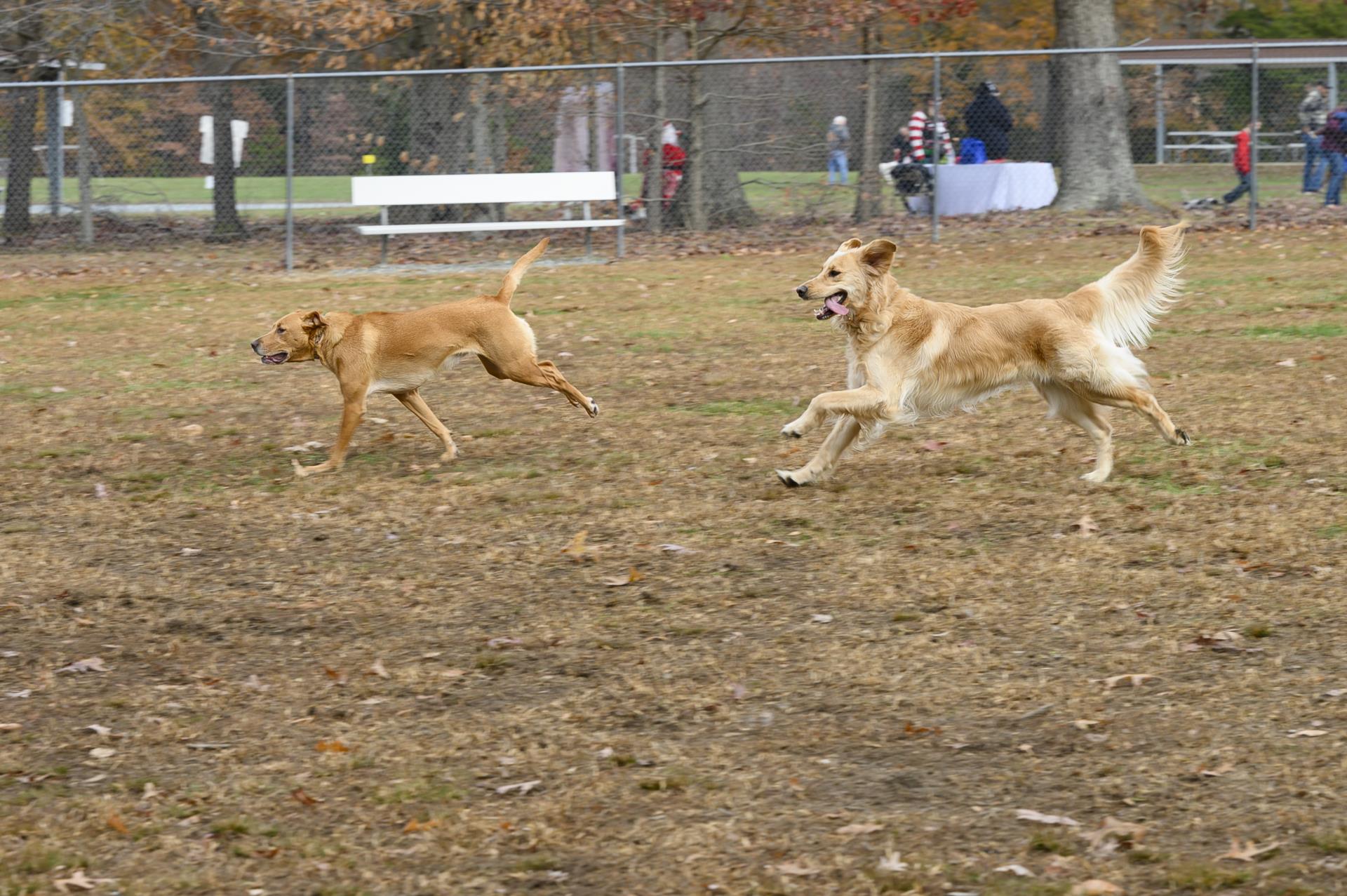 dog park 2